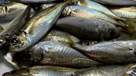 南芦屋浜のアジ本格的に始まったっぽい