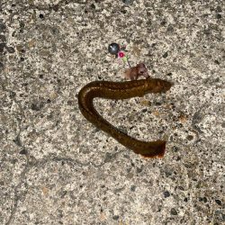 キジハタとコウイカ