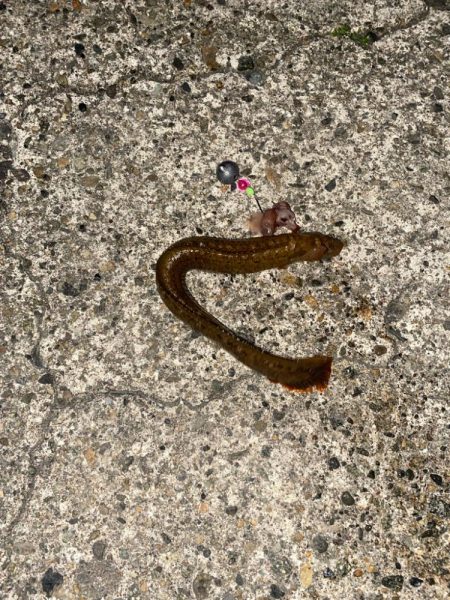 キジハタとコウイカ