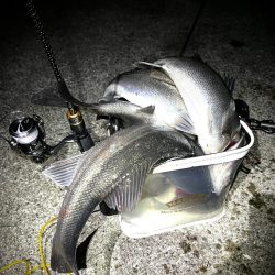 ライトゲームタックルシーバスゲーム