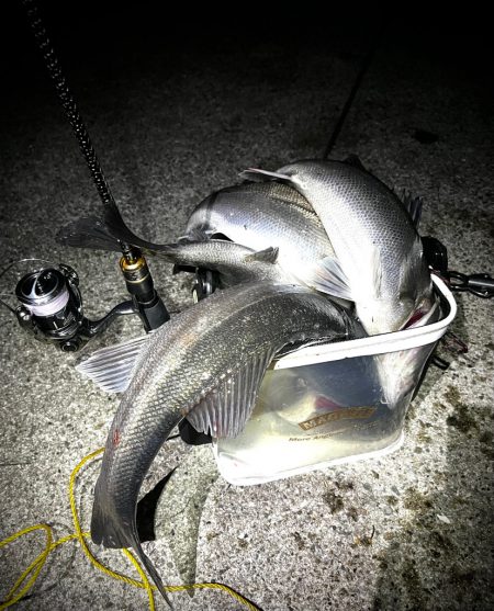 ライトゲームタックルシーバスゲーム