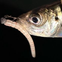 爆風でしたが・・・