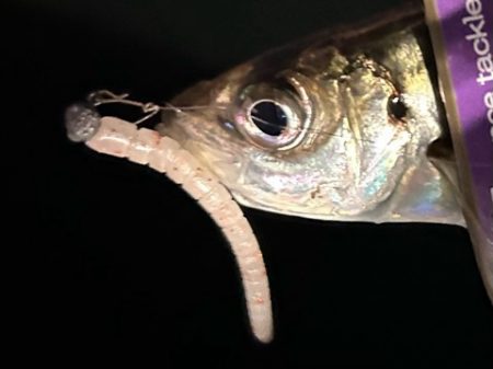 爆風でしたが・・・