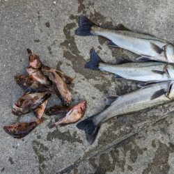 ガシラよく釣れました