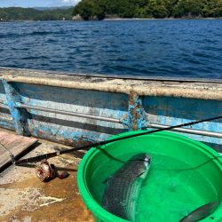 チヌ釣り
