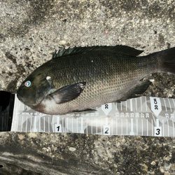 城ヶ島 半夜釣り