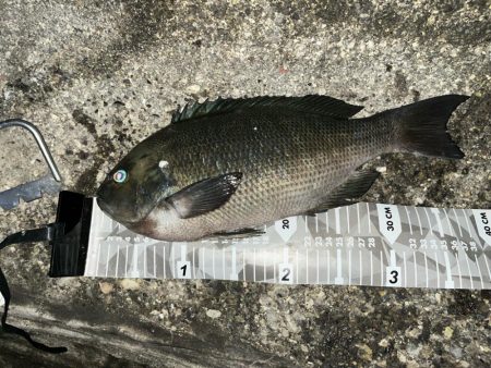 城ヶ島 半夜釣り