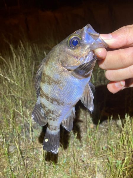 サイズ入れ替え