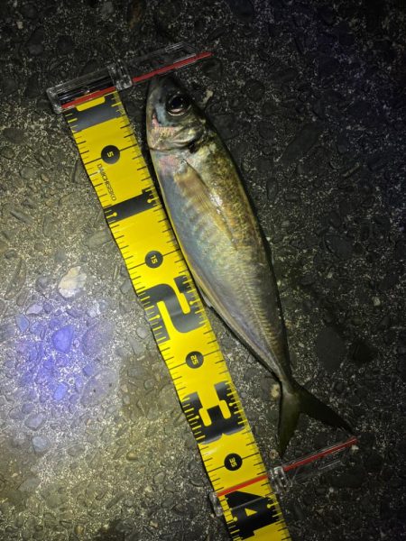 夜な夜なアジング