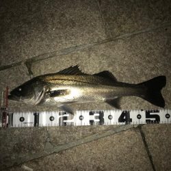 芦屋浜のバチ抜け