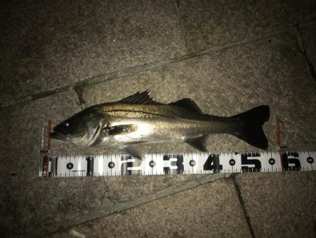 芦屋浜のバチ抜け