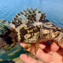 昼間の様子は？