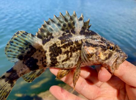 昼間の様子は？