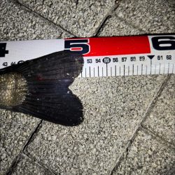 バチ抜けシーバス