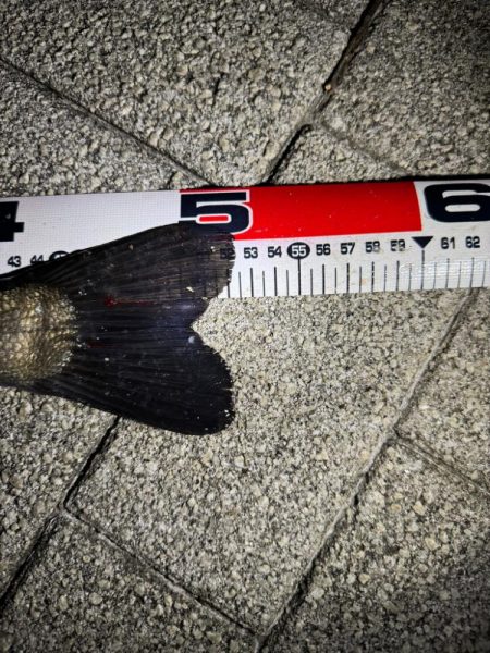 バチ抜けシーバス