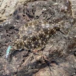 竹野にてフラットフィッシュ