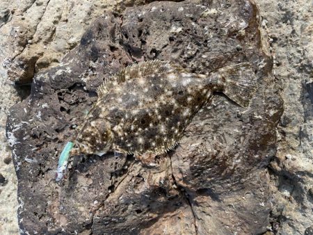 竹野にてフラットフィッシュ