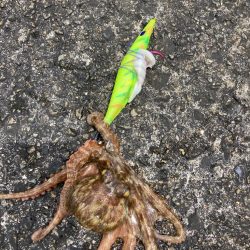 ⭐️やっとタコ開幕