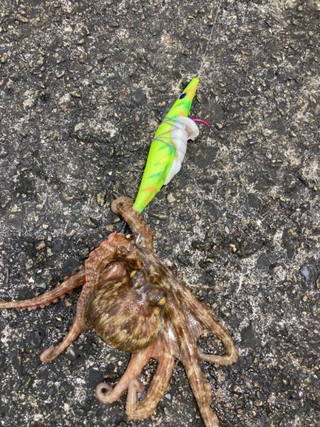 ⭐️やっとタコ開幕