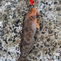 爆風の朝マズメ