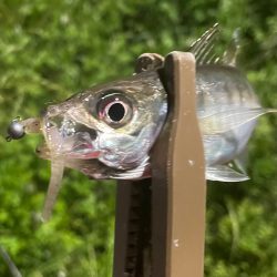 ジグ単de〜アジング♪微妙…汗