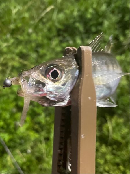 ジグ単de〜アジング♪微妙…汗