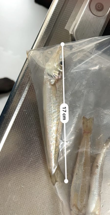 雨降り前の朝釣り