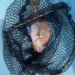 ティップラン不発、なんとかお土産確保