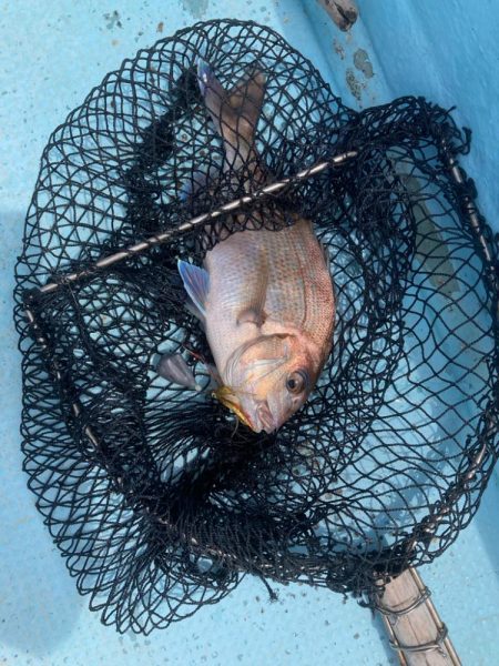 ティップラン不発、なんとかお土産確保