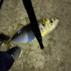 サイズが、、、