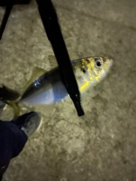 サイズが、、、