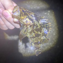 メバリングは楽しい