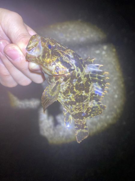 メバリングは楽しい