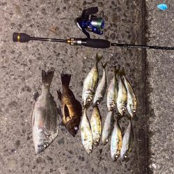 アジング開幕戦！