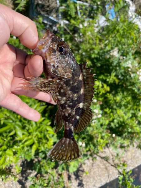 カサゴ キス釣り