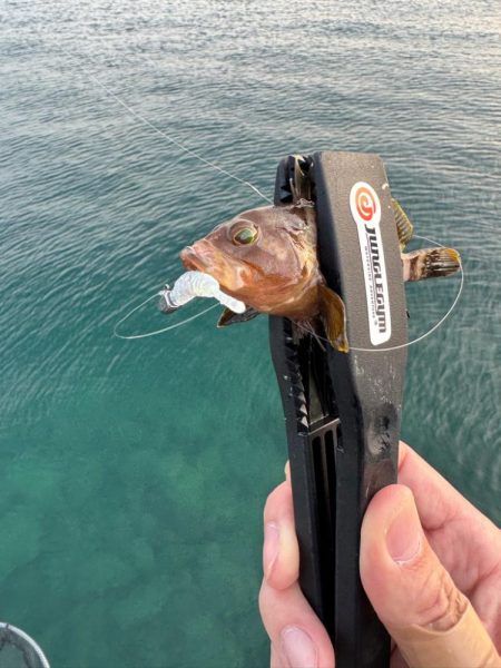 仕事終わってからの🎣