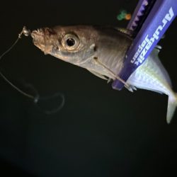 風強めのアジング