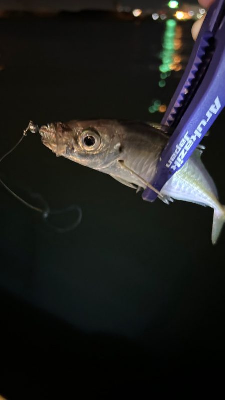 風強めのアジング