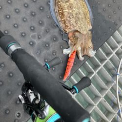 新転地で初アオリ！！