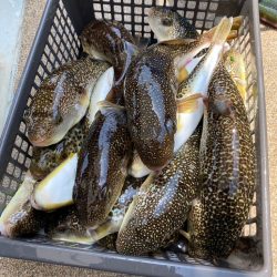 室津のカットウフグ