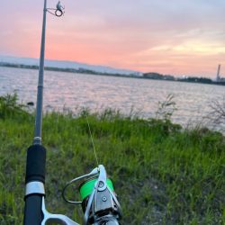 淀川シーバスのはずが、