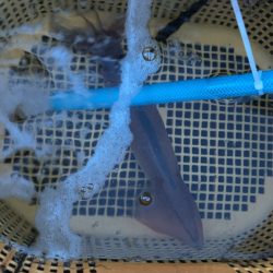 劇渋イカメタル