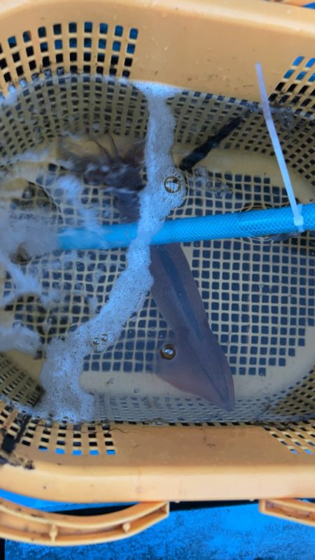 劇渋イカメタル