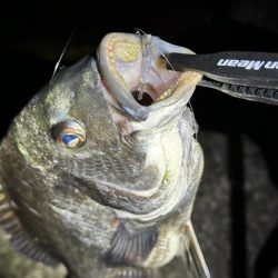 メバルを求めてテトラをランガン