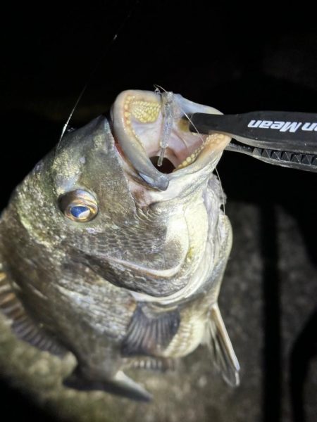 メバルを求めてテトラをランガン