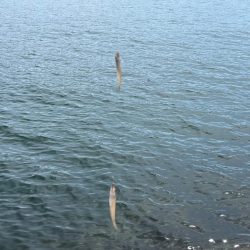 まだ少し早いキス釣り