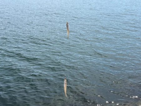 まだ少し早いキス釣り