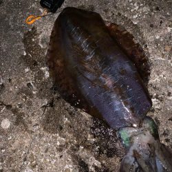 春アオリ、ゲット！