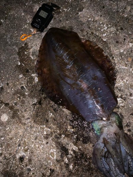 春アオリ、ゲット！