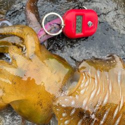 その時が来た！